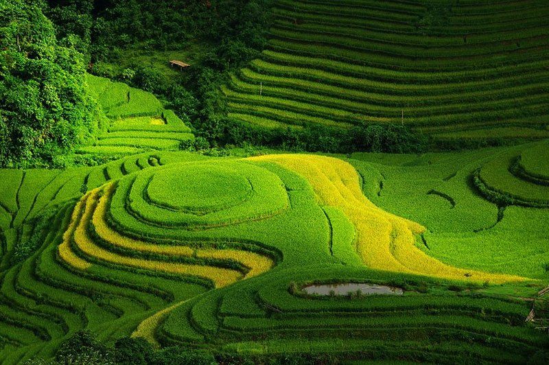 Dang Tuan Trung, Frank Dang October фото превью