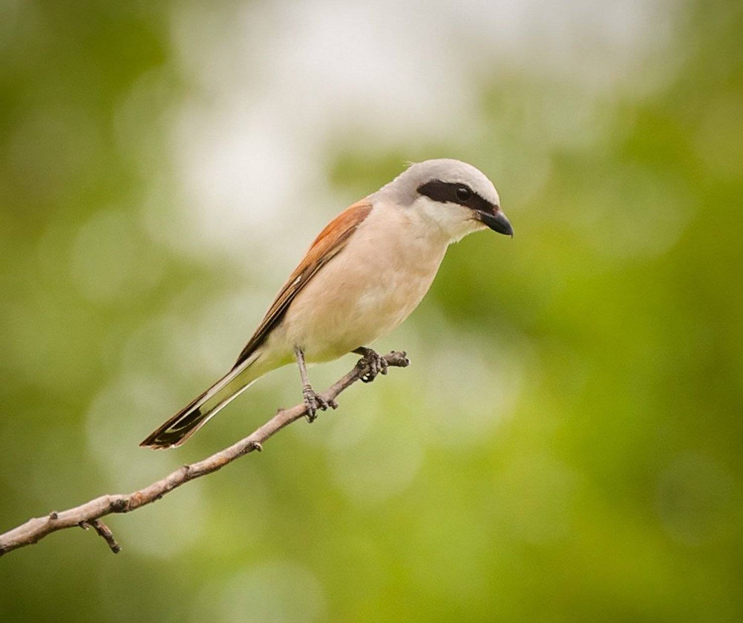 Жулан, Природа, Птицы, Анатолий Зверев
