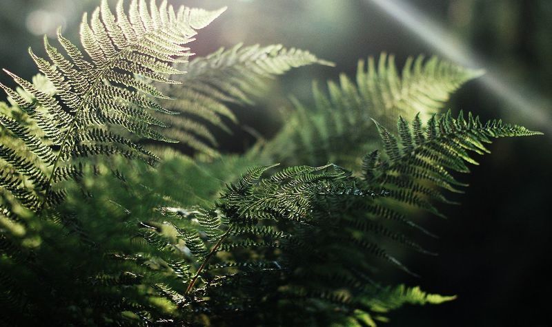 fern, папороть fern фото превью