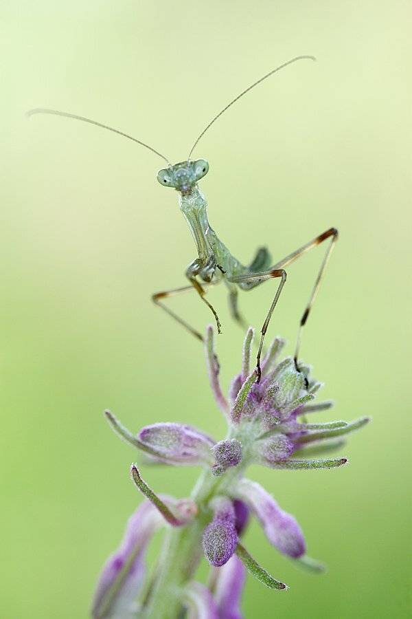 , Сергей Таланов