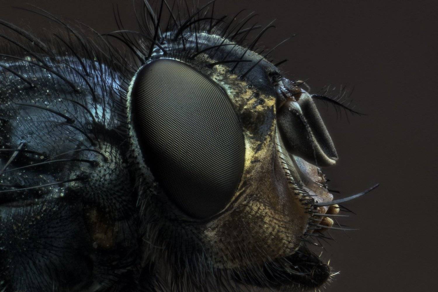 Макро, Муха, Профиль, Сергей Жуковский