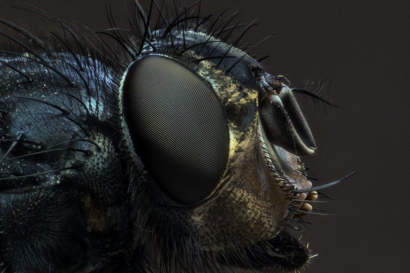 Макро, Муха, Профиль Мух фото превью