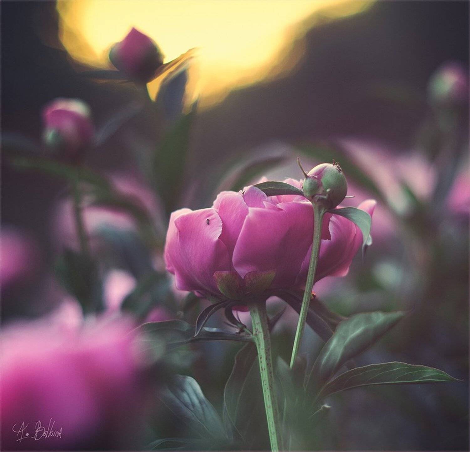 , Ариадна Белкина