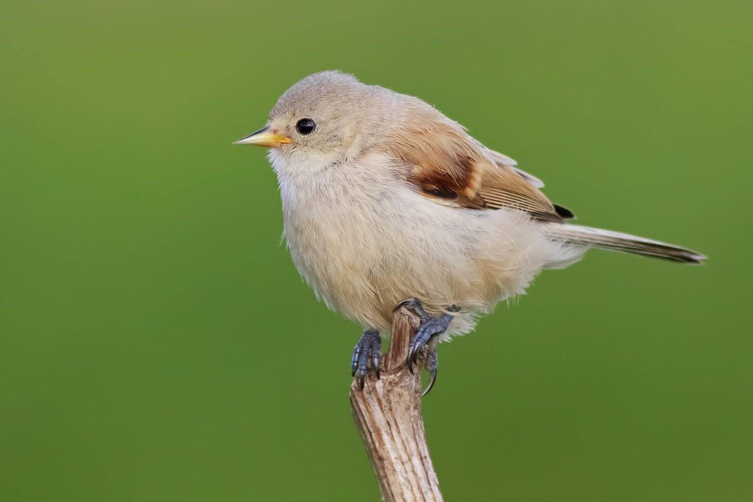 Ремез, Ляпустин Юра