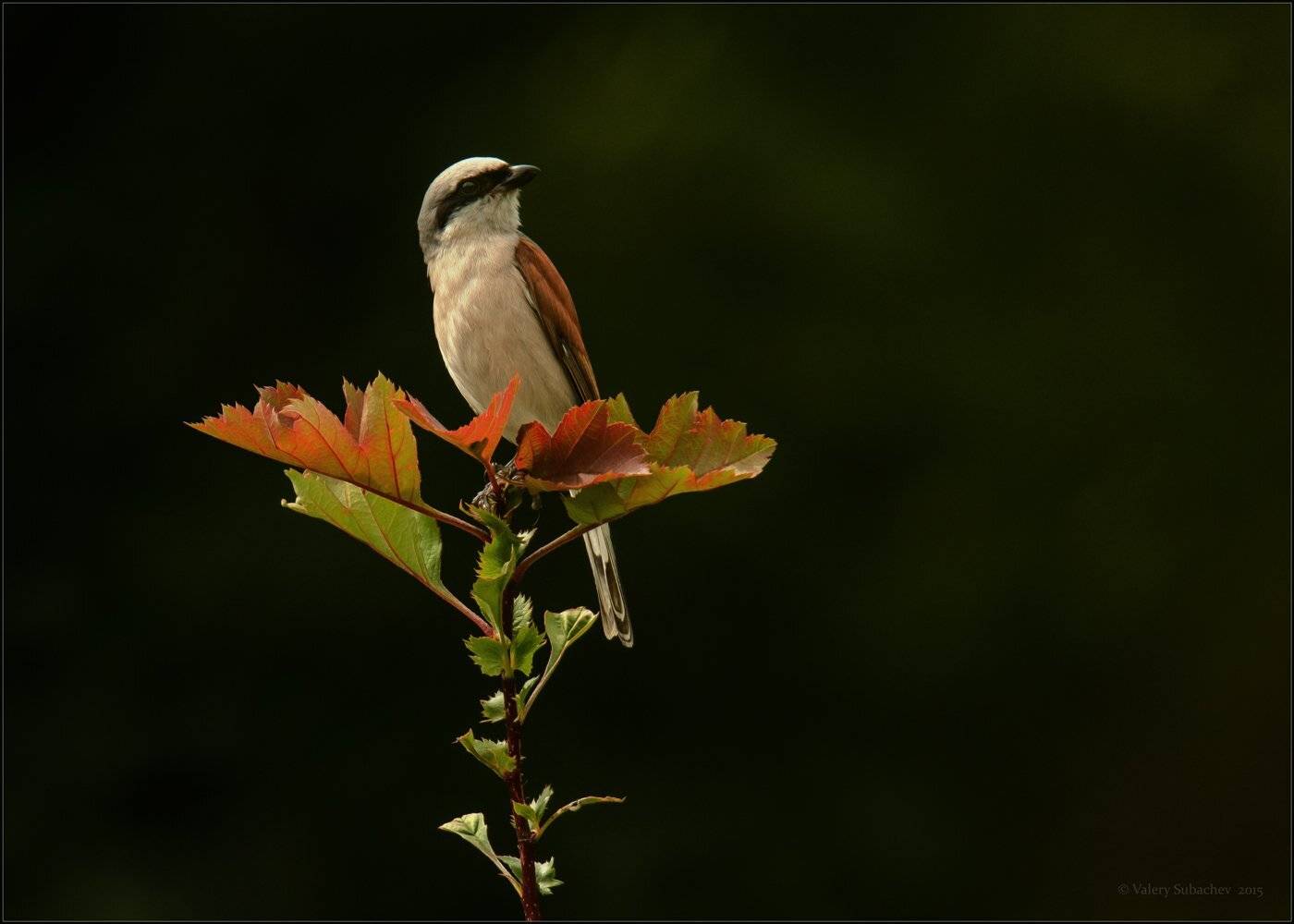 , Валерий Субачев