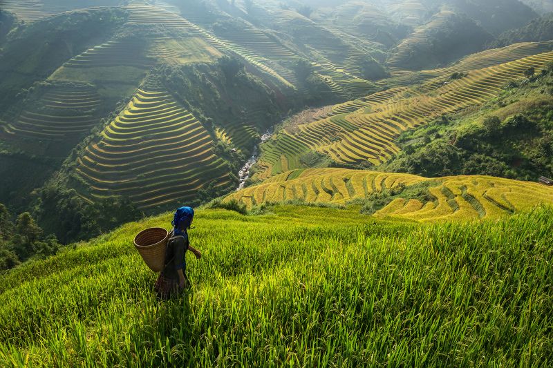 keepwalkin,vietnamh,rice,homeAdult, Adults Only, Agriculture, Color Image, Day, Distant, Grass, Horizontal, Nature, North Vietnam, One Person, Outdoors, People, Photography, Rice Paddy, Terraced Field, Vietnam, Walking Keepwalking фото превью