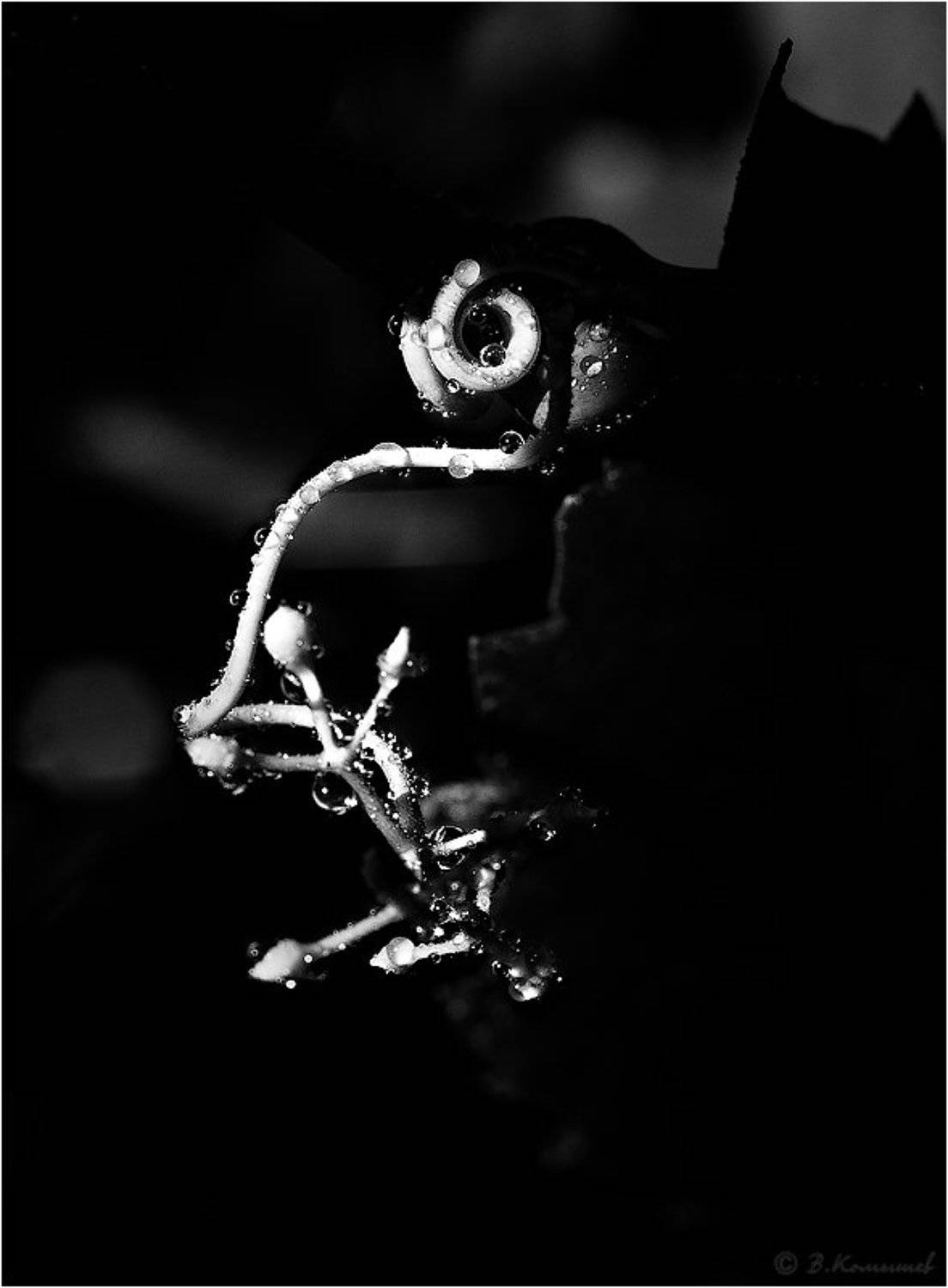 Виноград, Капли, Природа, Растения, Чёрно-белые, Владимир Комышев