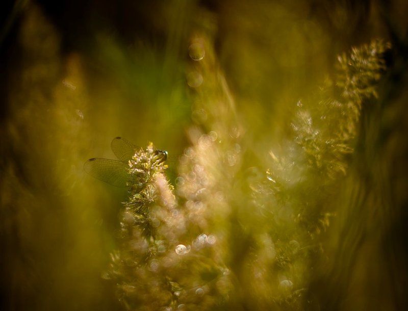 Счастье растворения в дня июльской неге... фото превью