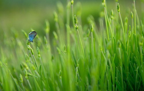 Лавандовые сны