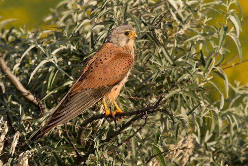 Встречая рассвет.