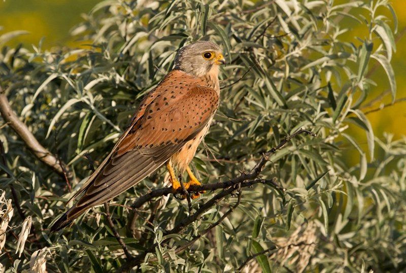 Кобчик Встречая рассвет. фото превью