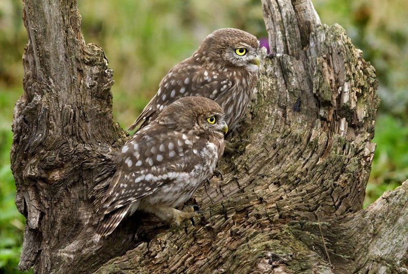 Двойняшки. фото превью
