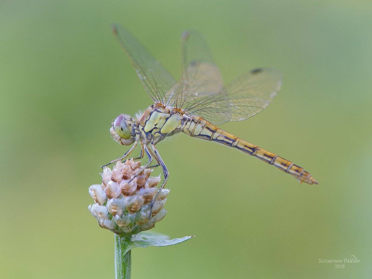 , Кузнецов Дмитрий