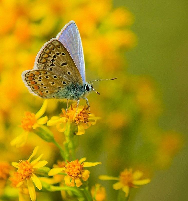 , Pawel Plucinski