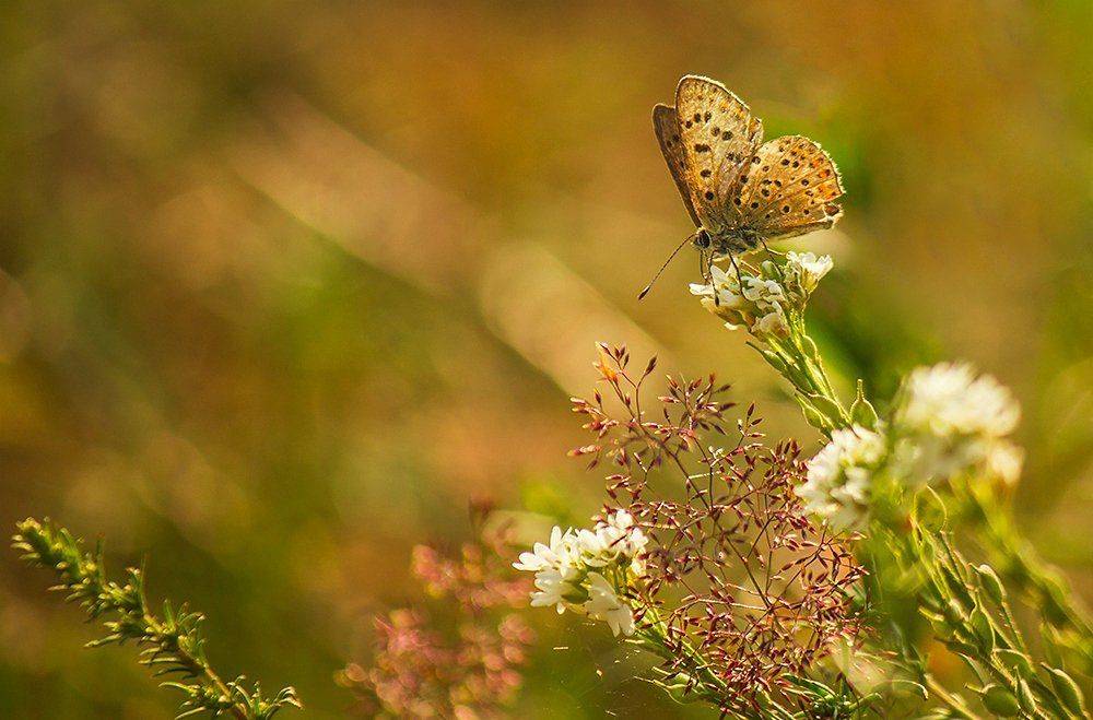 , Pawel Plucinski