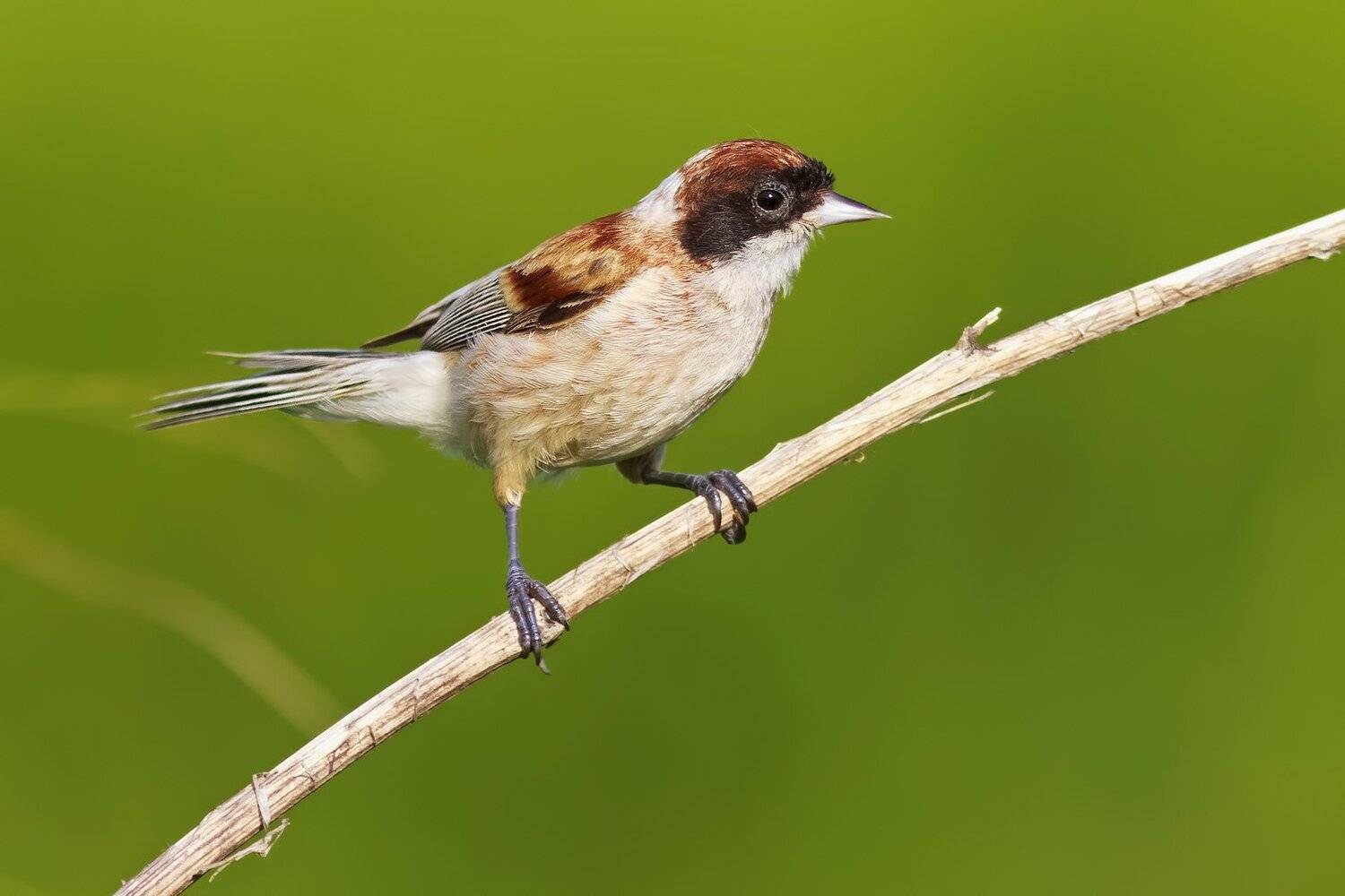 Ремез, Ляпустин Юра