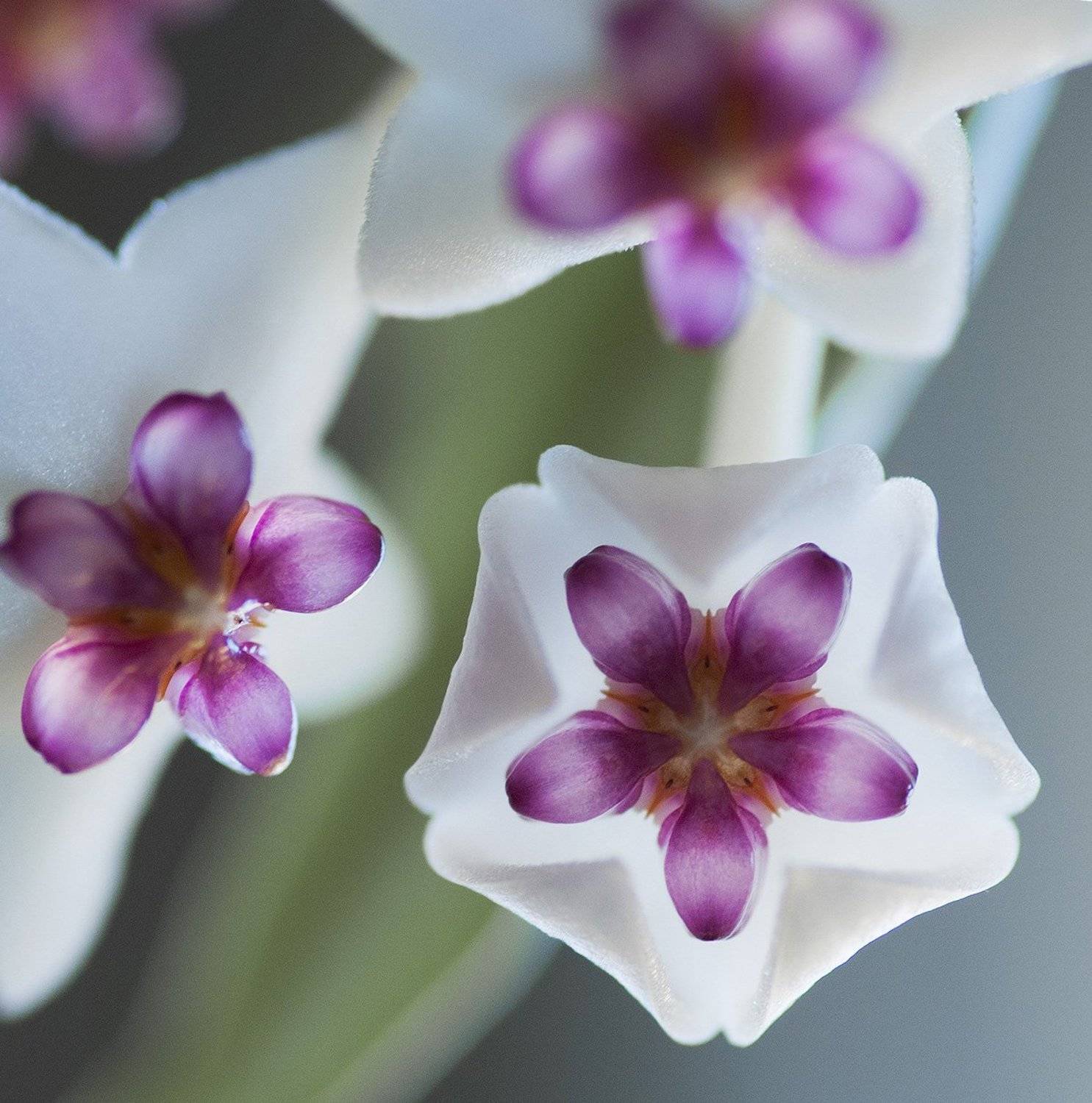 хойя, Александр