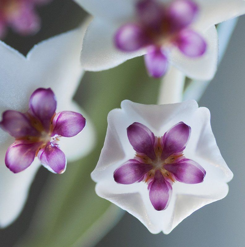 хойя Вне сезонов. Хойя фото превью