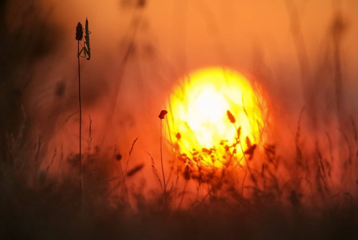 , Вячеслав Мищенко