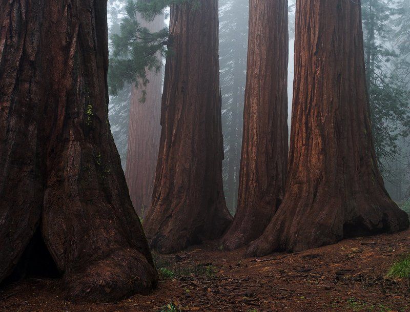 Бакалавр и Три Грации фото превью