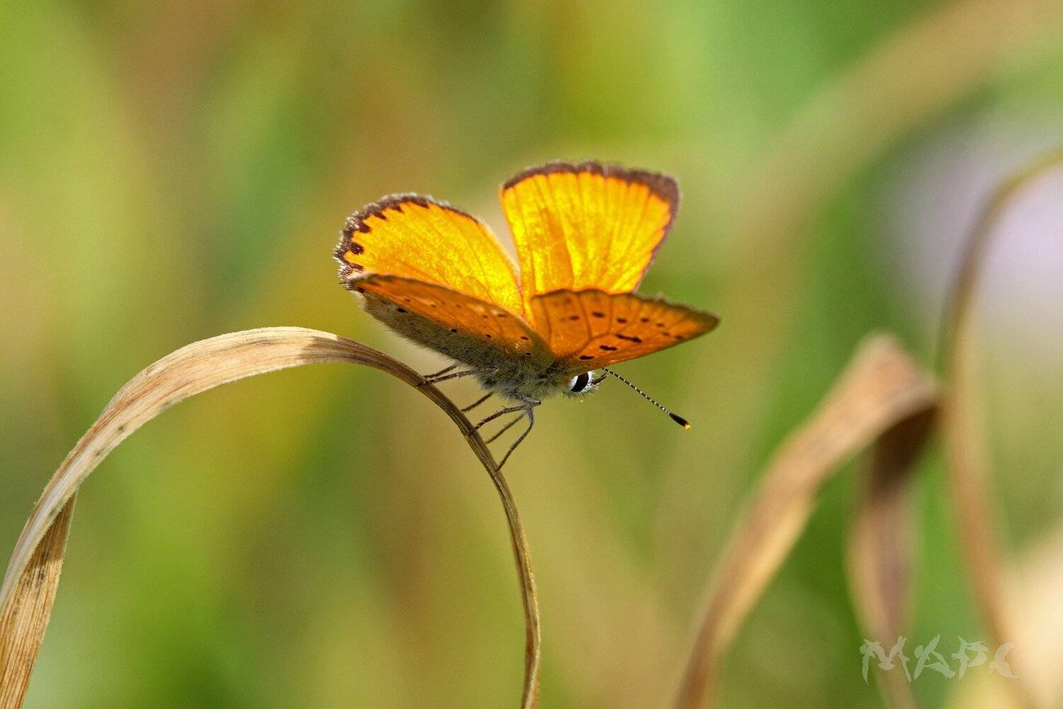 , Шангареев Марс