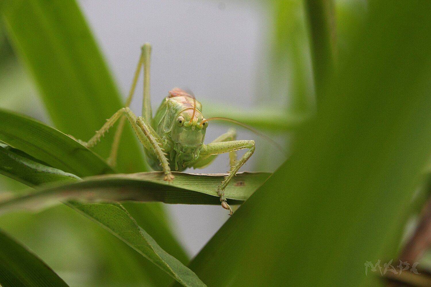 , Шангареев Марс