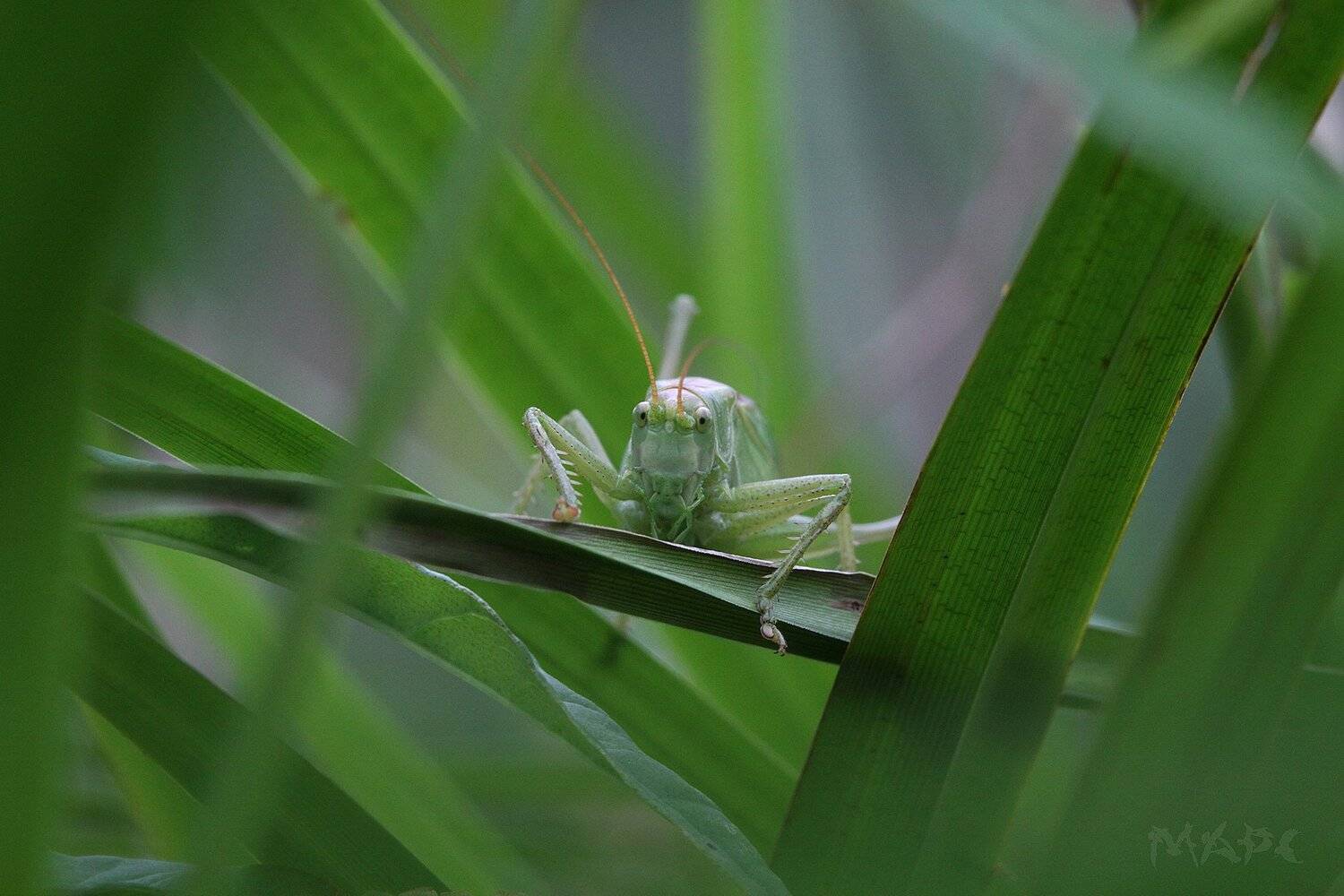 , Шангареев Марс