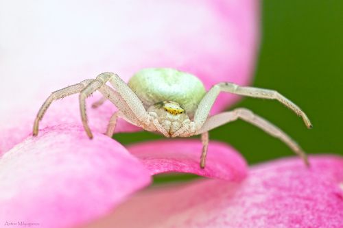 Misumena vatia