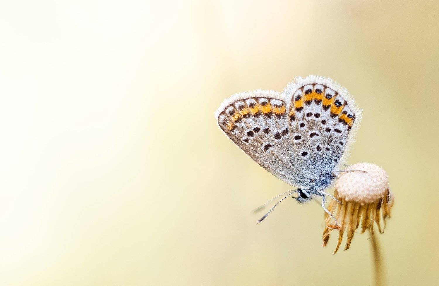 , Ренат Тугушев