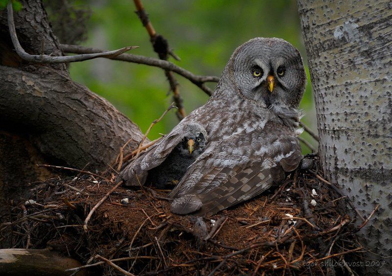 бородатая неясыть. семейные портреты фото превью