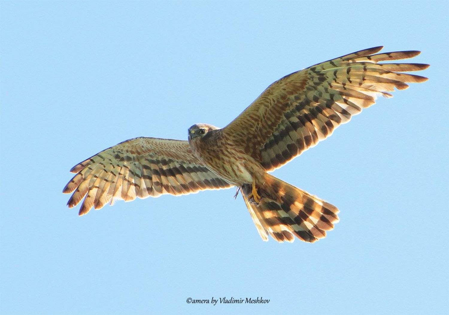 , &copy; =Vladimir Meshkov=