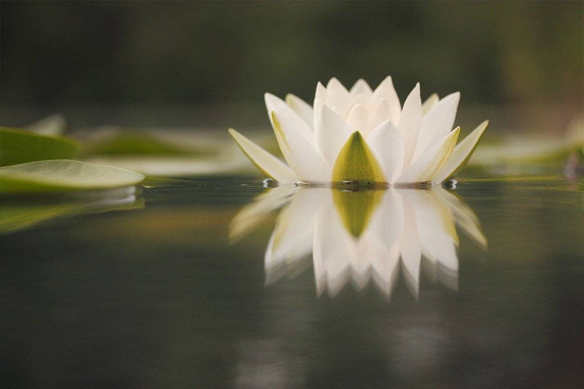 Nympha?a ?lba, Водяная лилия, Роман Рысь