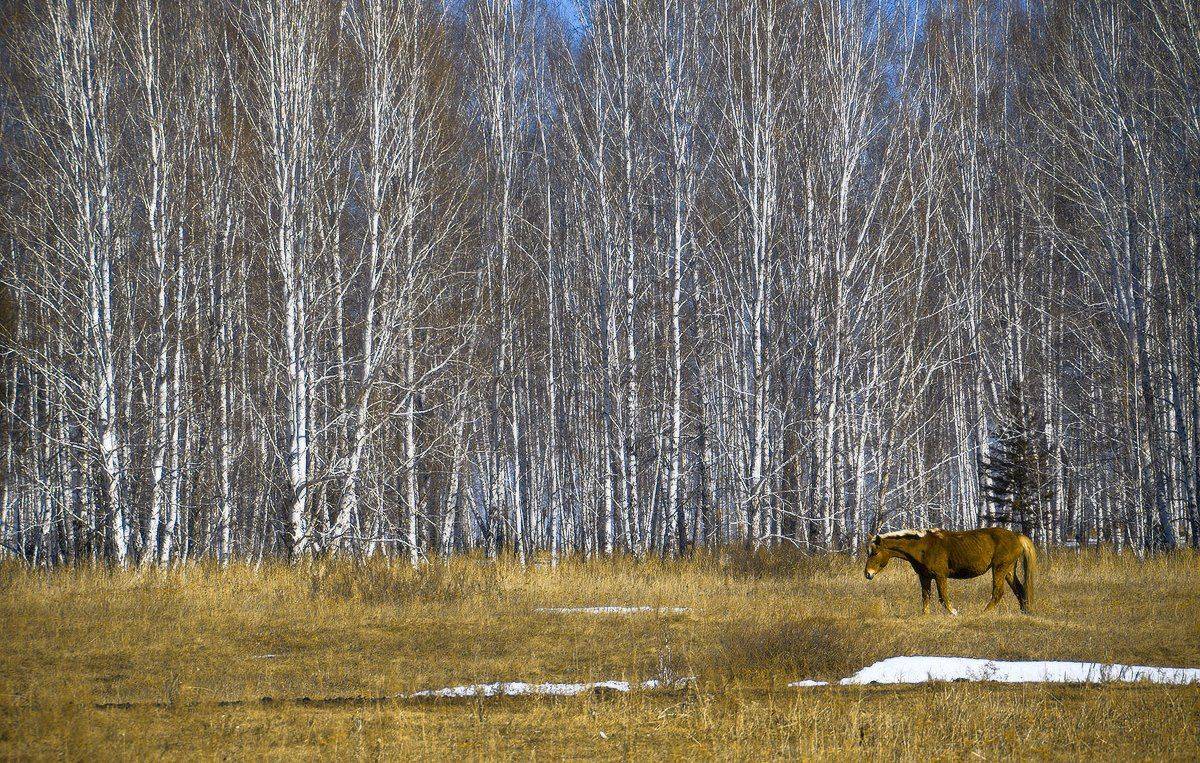 , Николай Морский