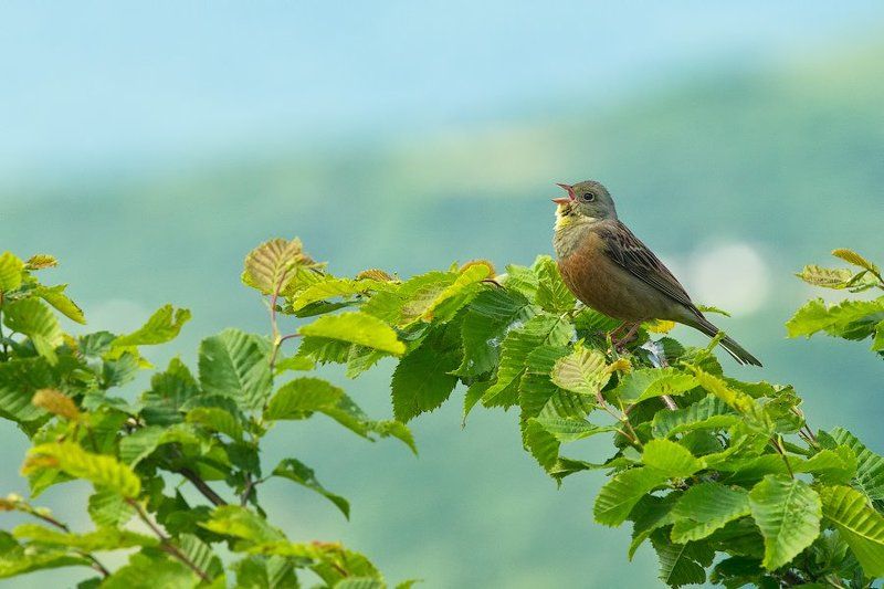 крым, природа, овсянка, птица, bird, россия, wildlife, nature, crimea, russia, wildlife  Овсянка фото превью
