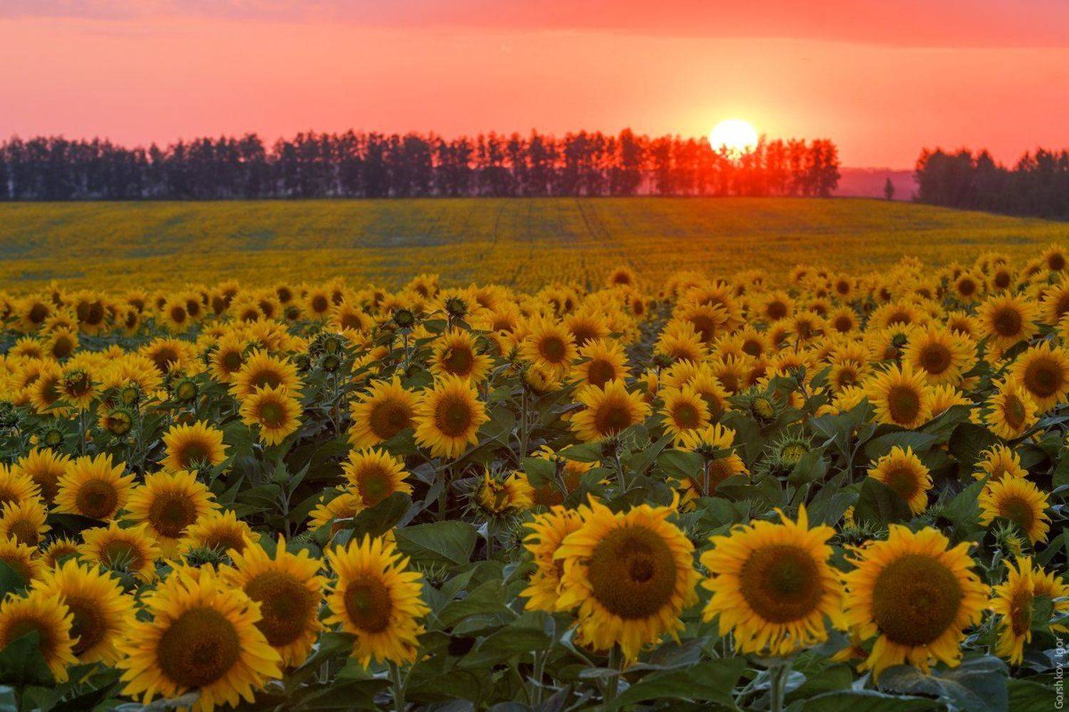 Закат, Лето, Подсолнухи, Подсолнухтур, Поле, Солнце, Горшков Игорь