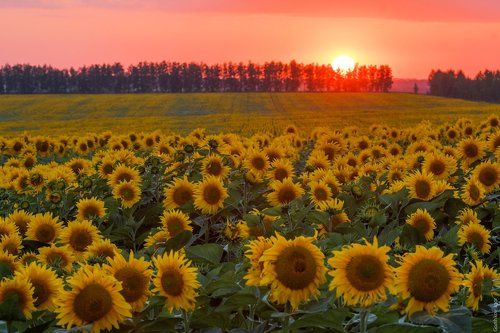 Закат на поле подсолнухов
