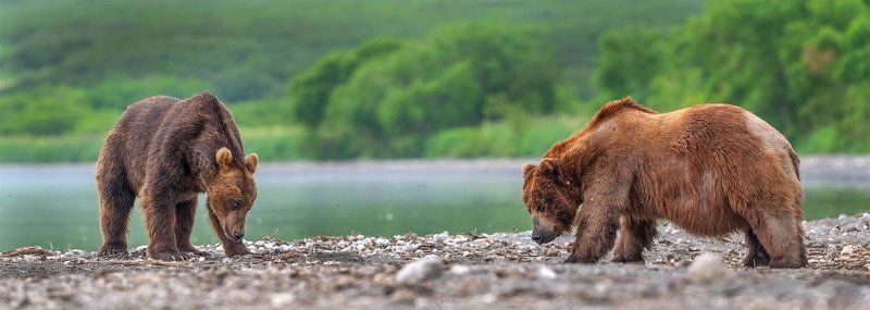 Противостояние фото превью