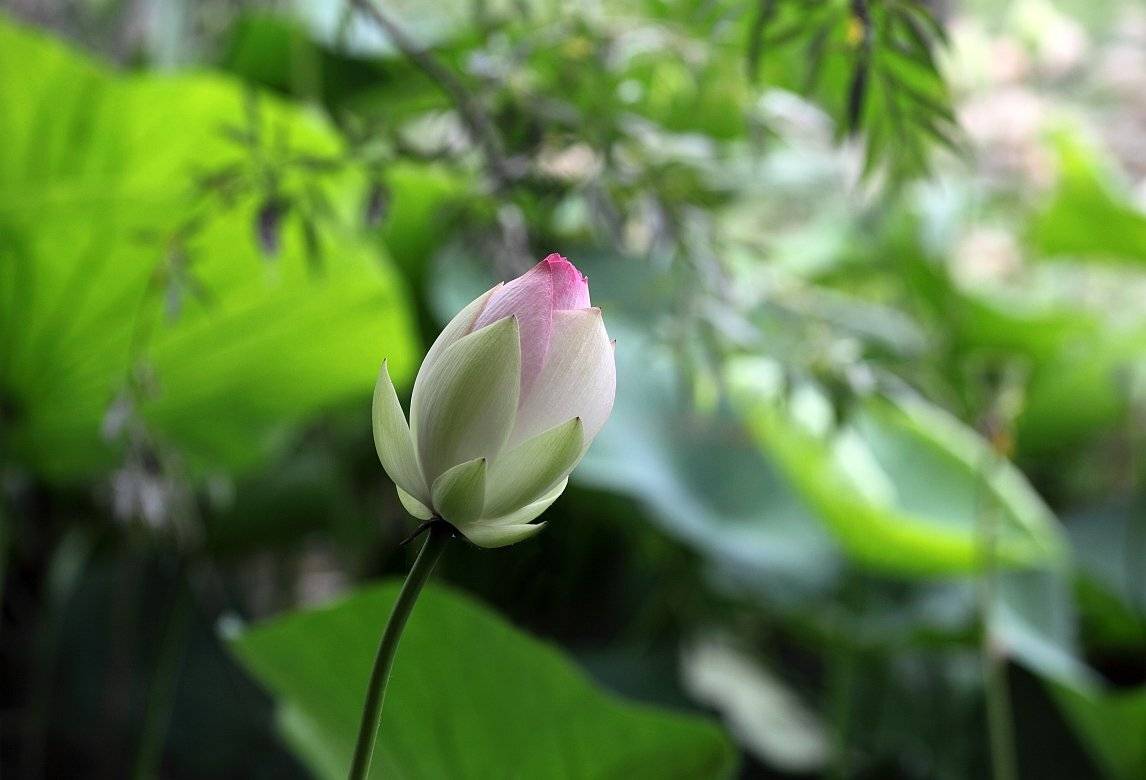 lotus, nelumbo nucifera, лотос, Сергей Фудиненко