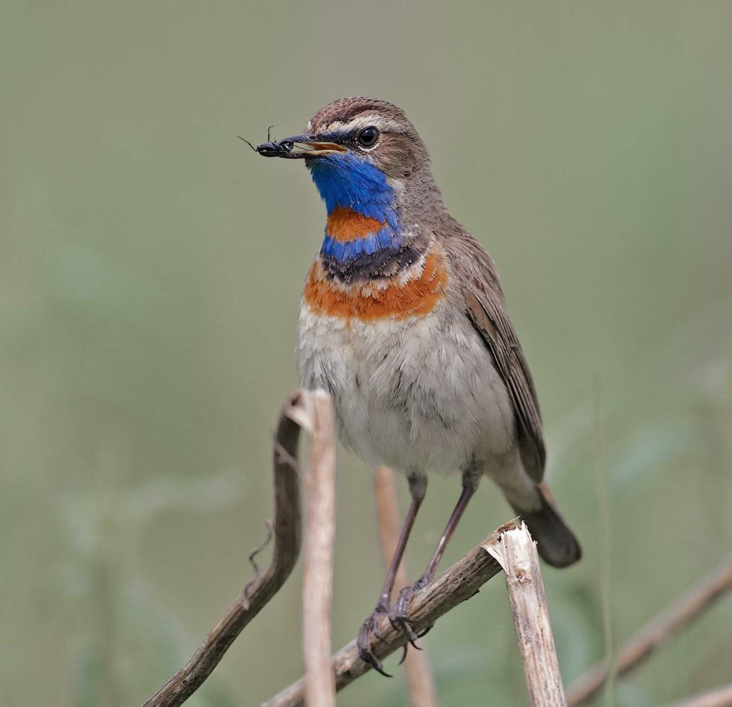 Luscinia svecica, Птицы, holod