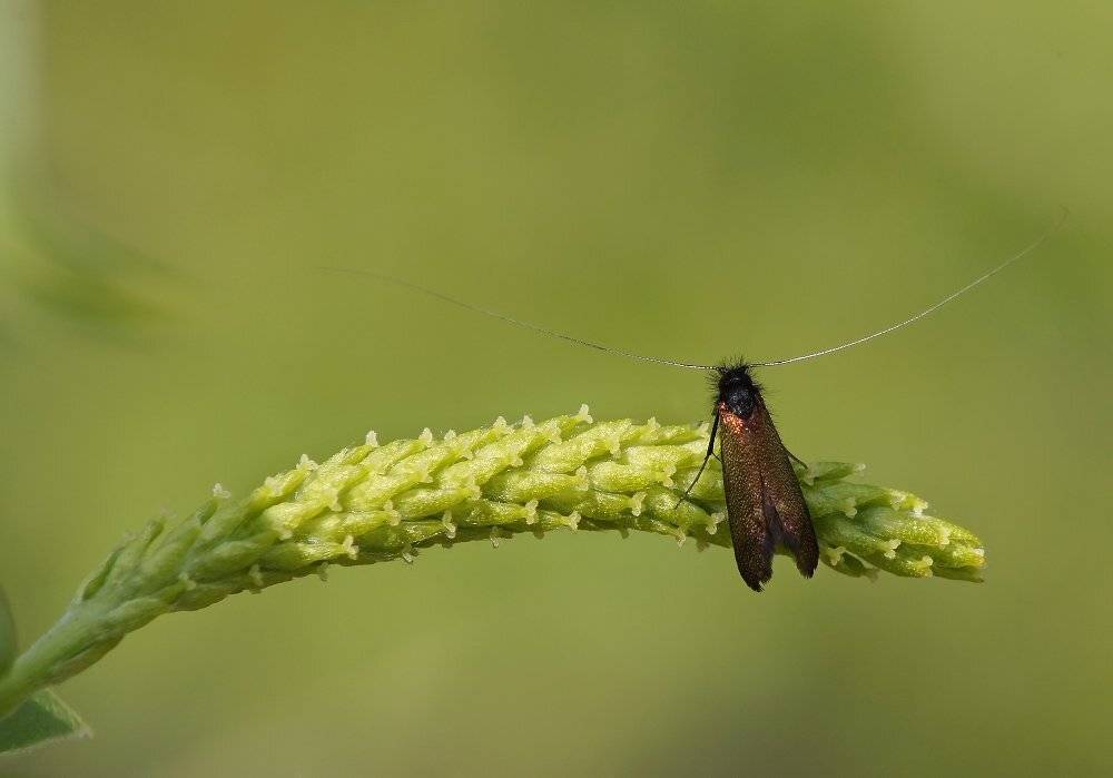 , Чепленко Алексей
