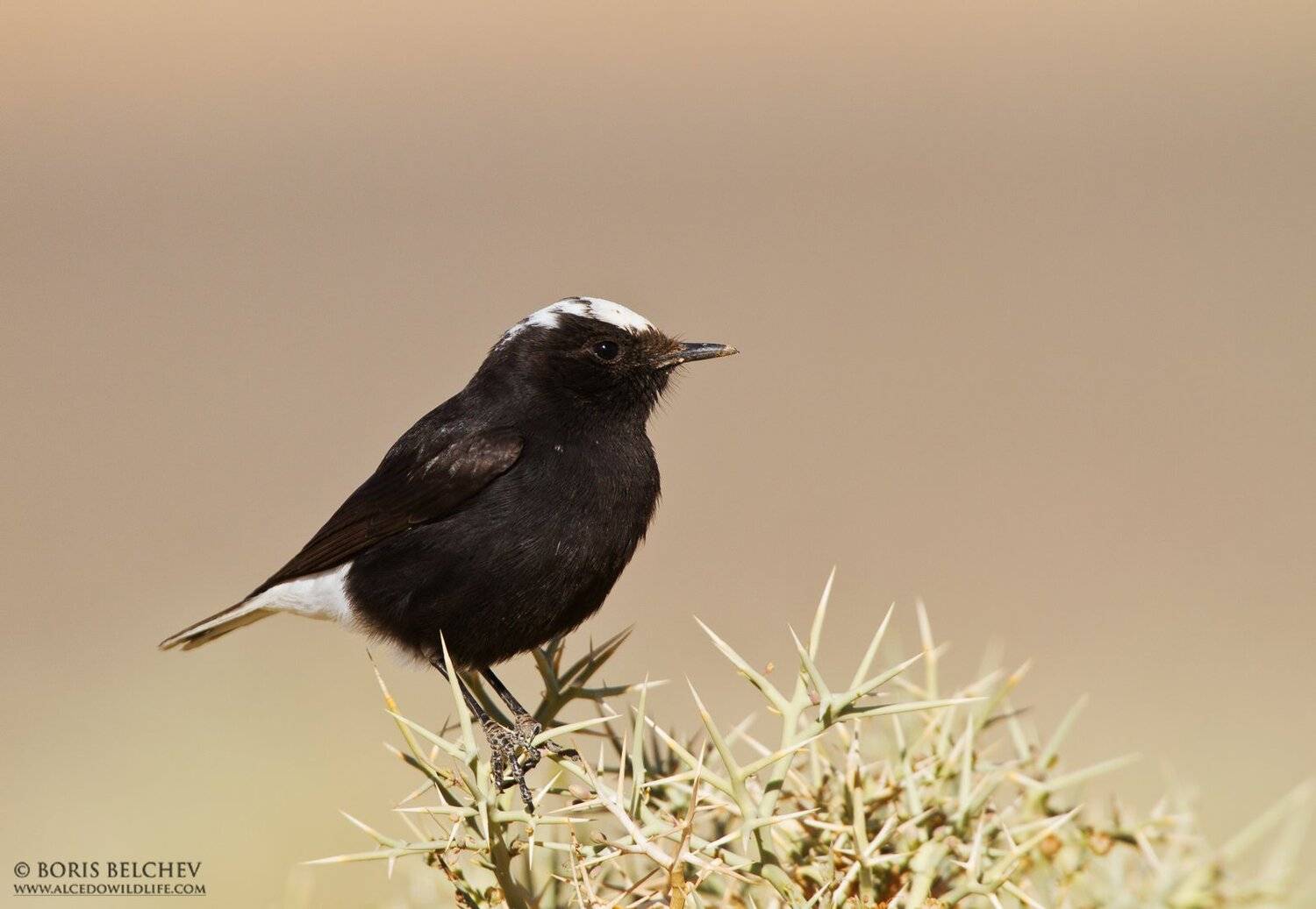 Борис Белчев, Борис Белчев