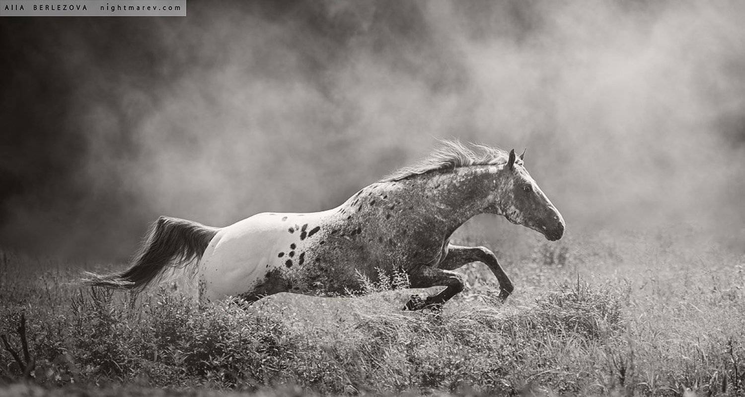Dust, Field, Horse, Лошадь, Поле, Пыль, Alla