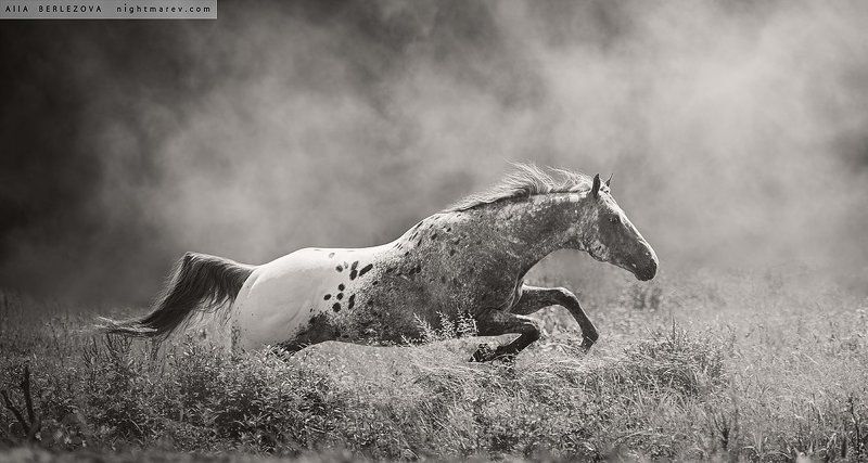 Dust, Field, Horse, Лошадь, Поле, Пыль UT Spurs For Olena фото превью