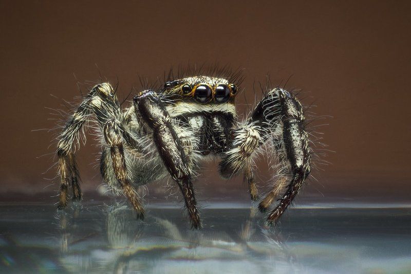 Паук Багира Киплинга фото превью