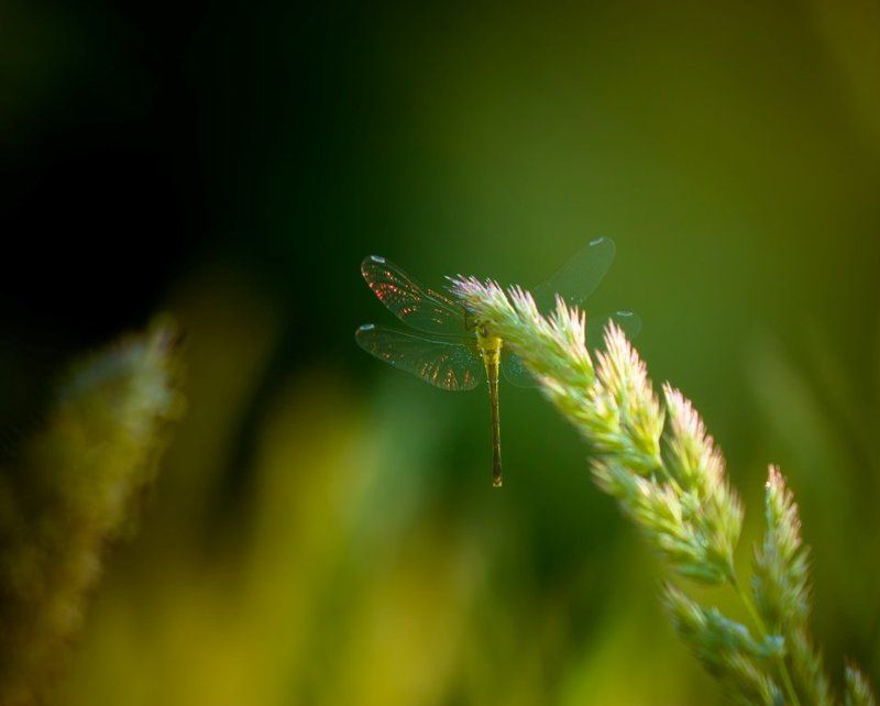 Блестящие крылья... фото превью