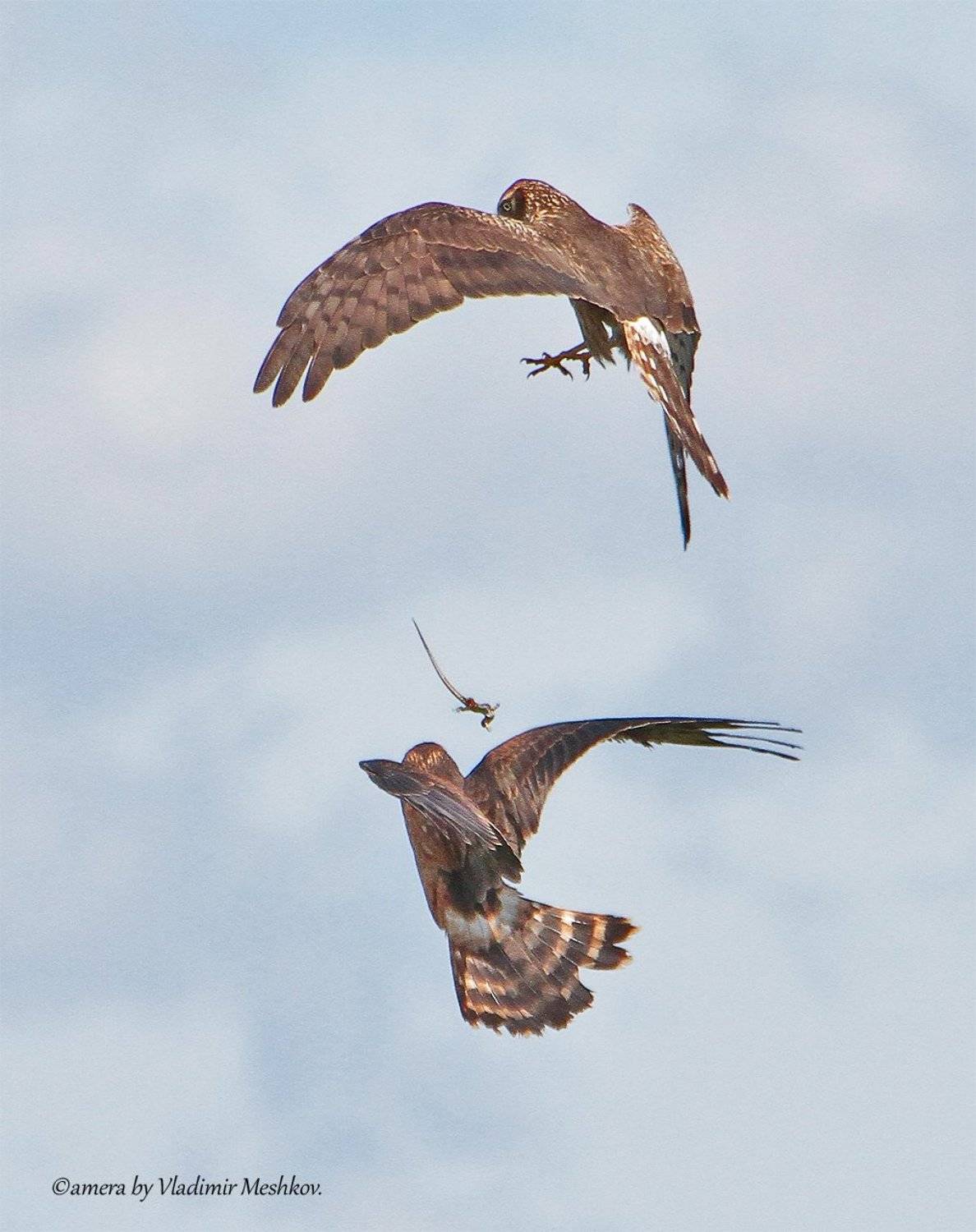 , &copy; =Vladimir Meshkov=