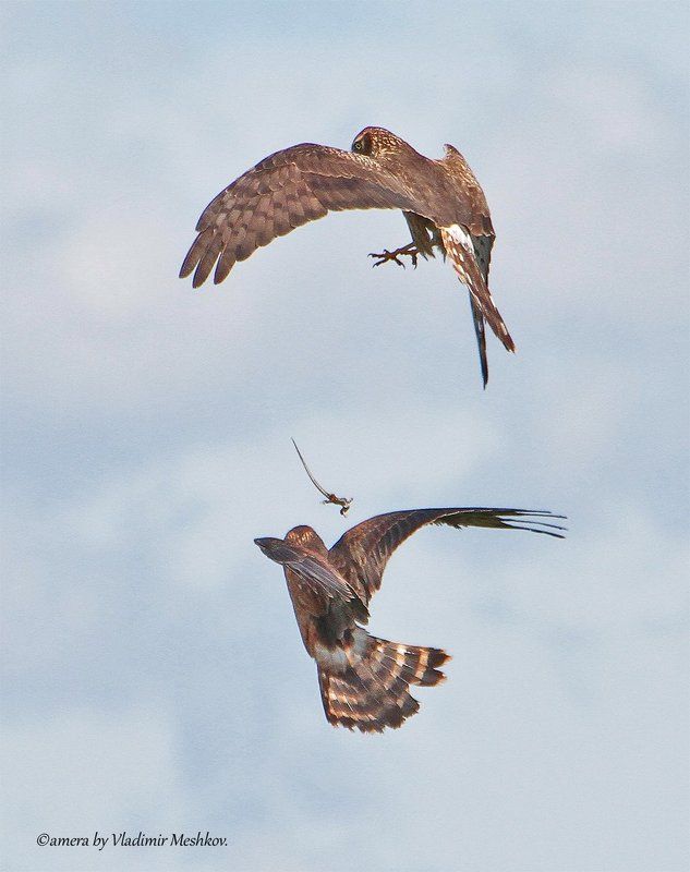 Кормление в воздухе. Высший пилотаж. фото превью