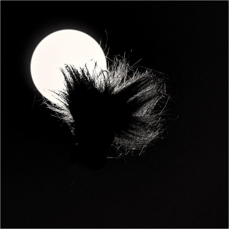 чертовщина в полнолунии...))) фото превью