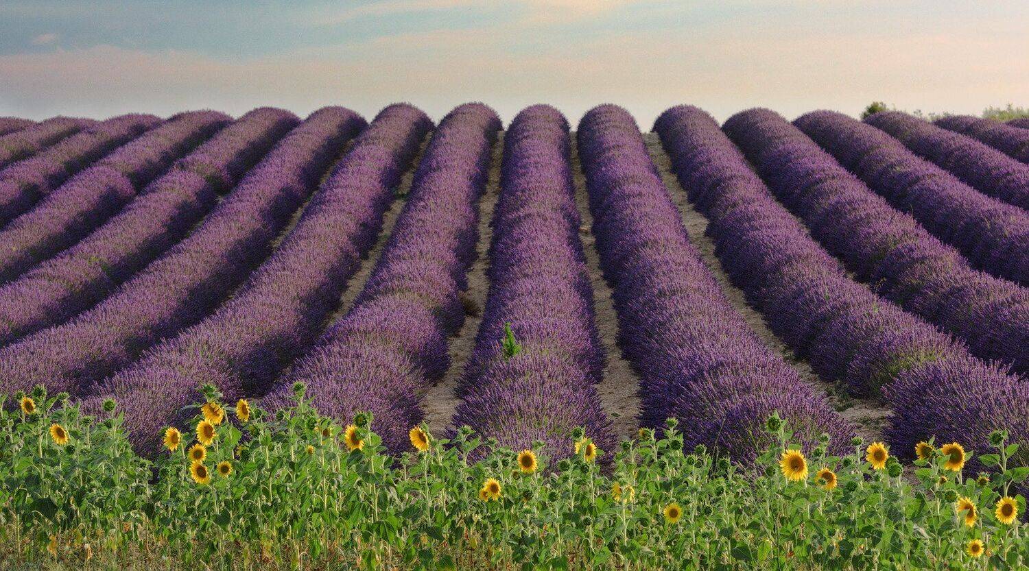 , Андрей Ведерников