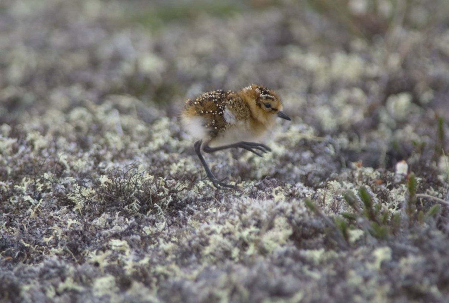 Calidris minuta, Арктика, Дикая природа, Дикая природа россии, Кулик, Кулик-воробей, Птицы, Ямал, Сергей Волков